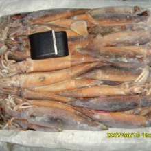 Frozen Bqf 150 200g Illex Argentinus Squid Price